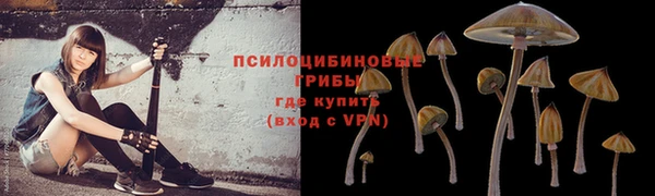 шишки Горно-Алтайск